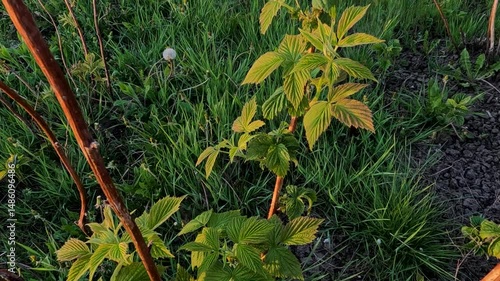 close-up of a raspberry bush in spring. close-up of raspberry leaves on a branch. raspberry blossom. raspberry bush in the garden on a background of green grass