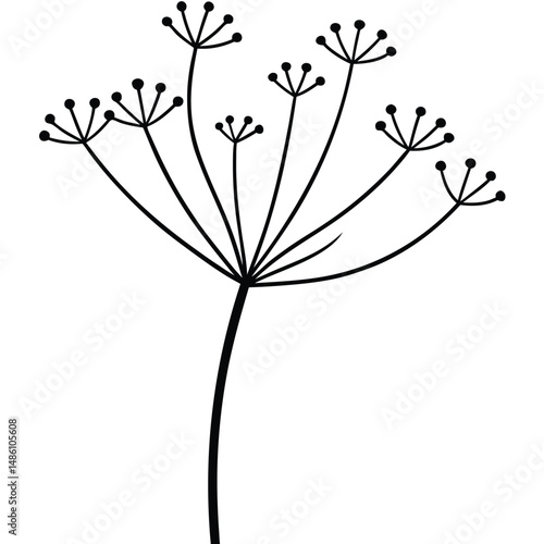 Dill Flower Head and Stem Vector line art vector