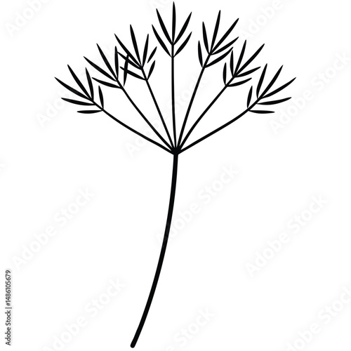 Dill Herb with Feathery Leaves line art vector