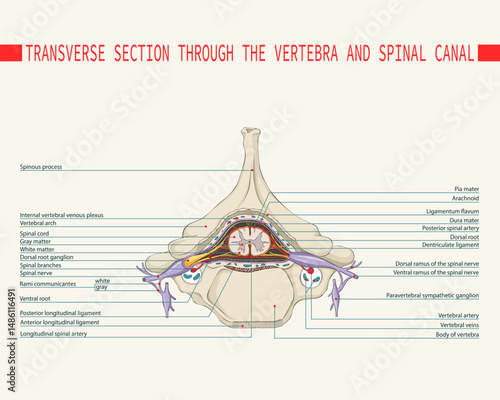 Section through the vertebra and spinal canal. Spinal cord. 