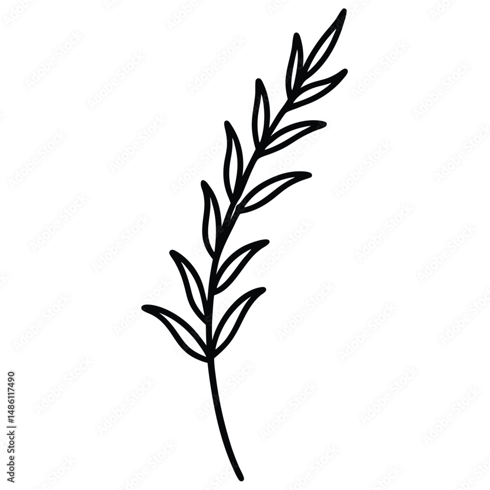 Fototapeta premium Thyme Sprig line art vector