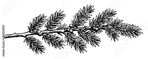 evergreen conifer branch with dense needle leaves