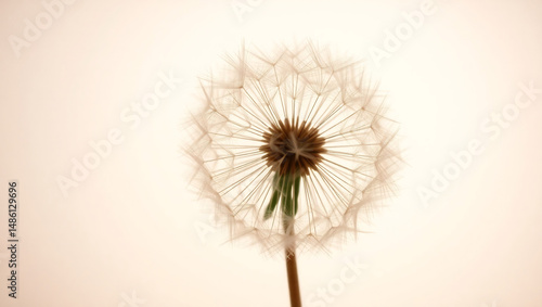 Wallpaper Mural Ethereal dandelion with intricately delicate structure, wispy fibers radiating from the center, Torontodigital.ca