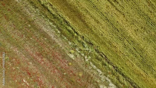 Discovering a vibrant landscape with lush greenery and colorful wildflowers during springtime exploration in a scenic countryside