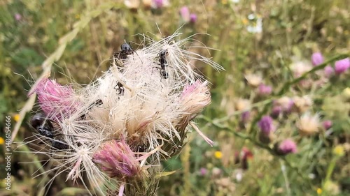 Close up of black ants foraging on a pink flower head in a vibrant wildflower meadow