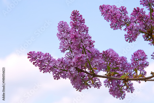 lilac flower isolated on blue sky background