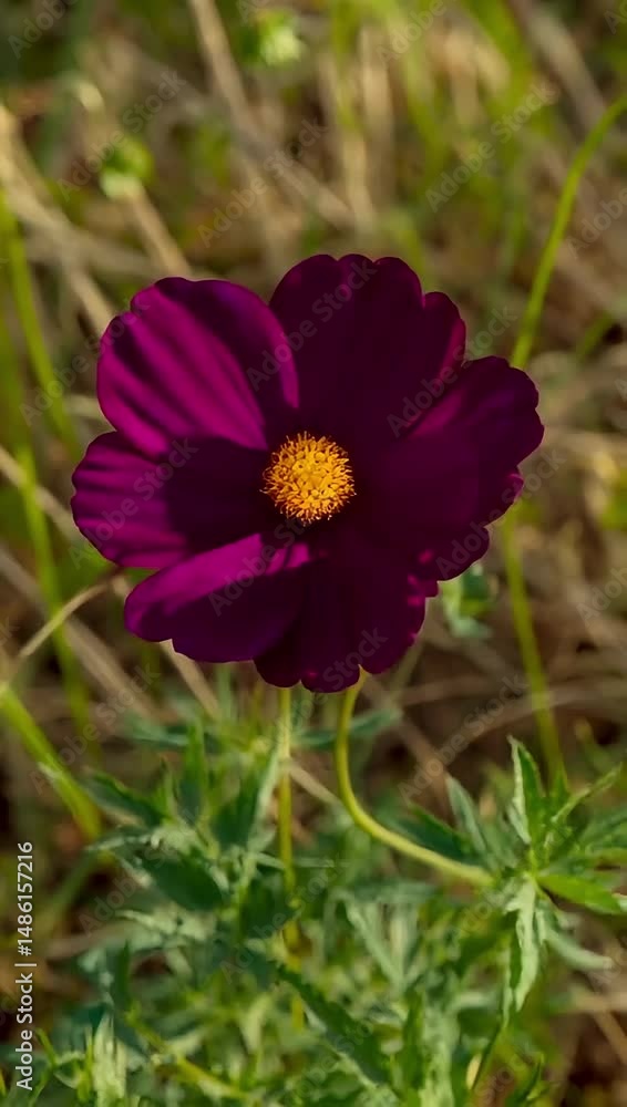 Timelapse of a chocolate cosmos blooming, with deep maroon petals unfolding in soft early morning light, rich tones and cinematic mood, created with generated AI. Timelapse of a chocolate cosmos blooming, with deep maroon petals unfolding in soft early morning light, rich tones and cinematic mood, created with generated AI.