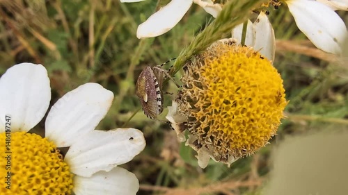 Detailed look at a bug on a flower in a field during sunny day near a rural area