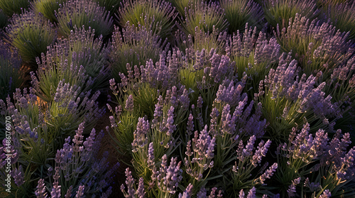 Bird's eye view of a lush lavender field in full bloom, creating a vibrant and soothing background, nature, summer,generative.ai
