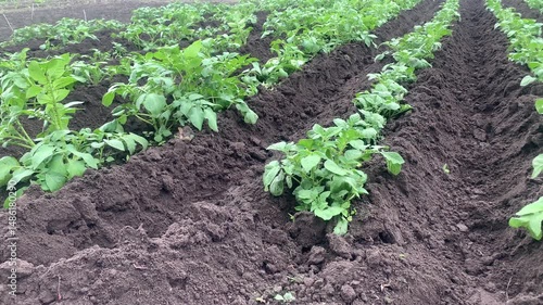 potato plant, farmer's potato field