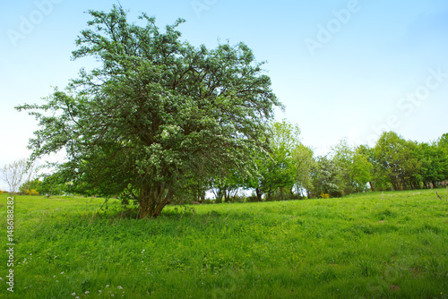 Green grass field lawn with trees and against blue sky.