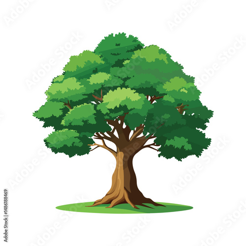 One big green-leafed tree is shown, standing by itself in front of a spotless white background.