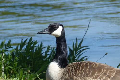 Oie noire, Bernache du Canada (Branta canadensis) est une espèce de grands oiseaux de la famille des anatidés