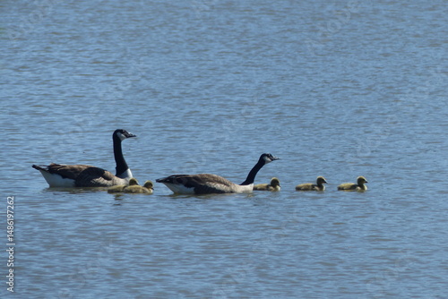 Oie noire, Bernache du Canada (Branta canadensis) est une espèce de grands oiseaux de la famille des anatidés