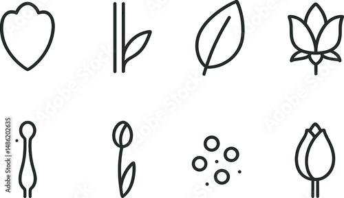 Flower anatomy outline icons set – botanical, plant structure and floral symbols