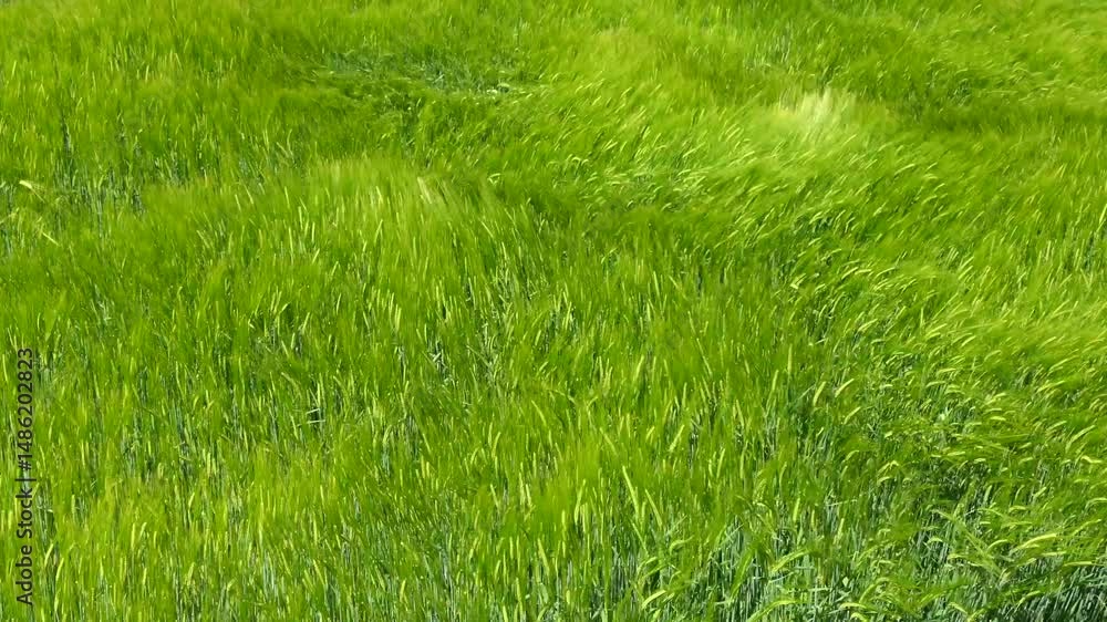 a waving grain field, green barley (Hordeum vulgare) in strong wind, stormy a waving grain field, green barley (Hordeum vulgare) in strong wind, stormy