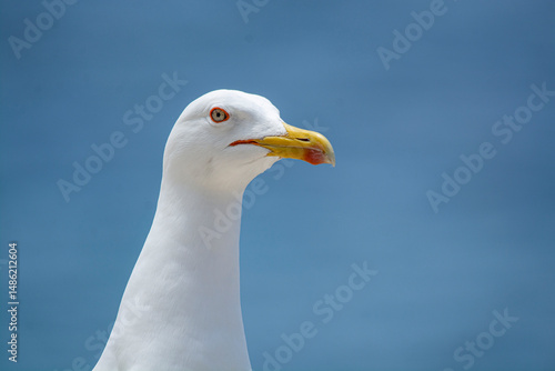 close up of a seagull