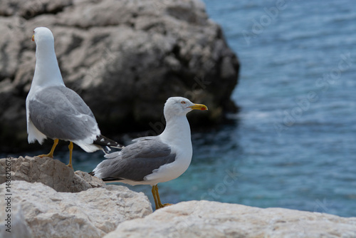 seagull on the beach