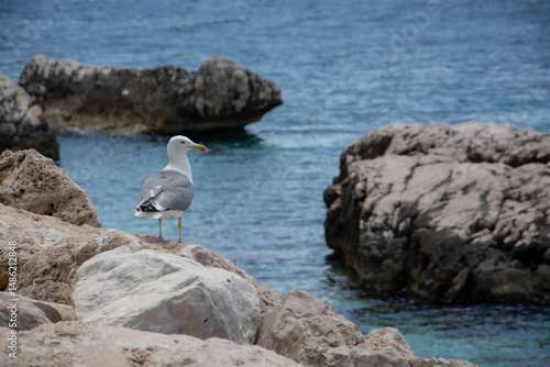 seagull on rock