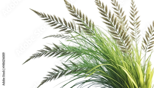 Vibrant Green Ornamental Grass Blades, Lush Foliage, Nature Photography