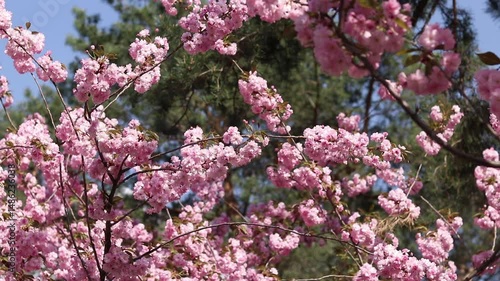 Wallpaper Mural Blooming sakura on a blurred background. Beautiful pink flowers close-up. Sakura. Nature. Spring background. Sakura branches with flowers and leaves sway in the wind Torontodigital.ca