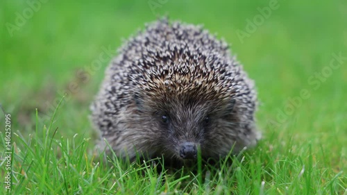 The hedgehog sniffs. Hedgehog on green grass.