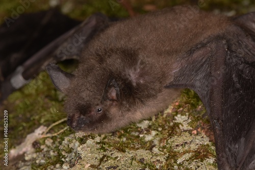 Gray bat in Tennessee