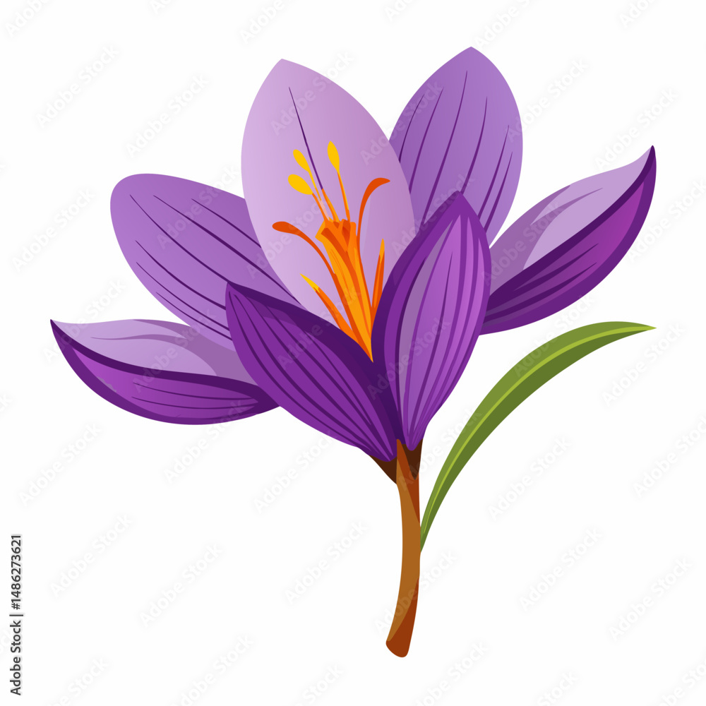 Vibrant Purple Crocus Flower Isolated on White Background Vibrant Purple Crocus Flower Isolated on White Background