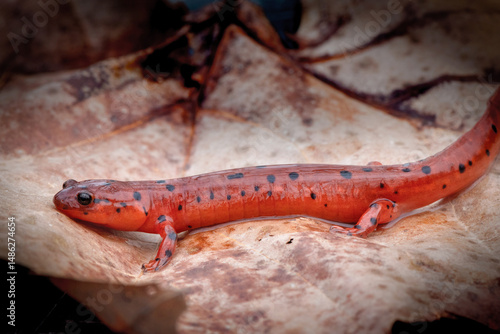 Mud Salamander in TN
