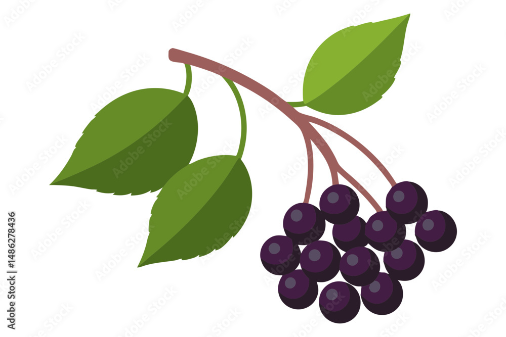 Fresh elderberry vector with leaves illustration Fresh elderberry vector with leaves illustration