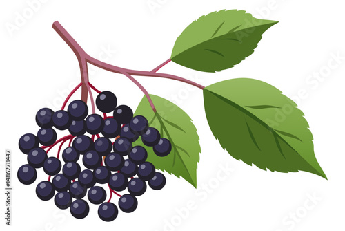 Elderberries illustration in simple vector style