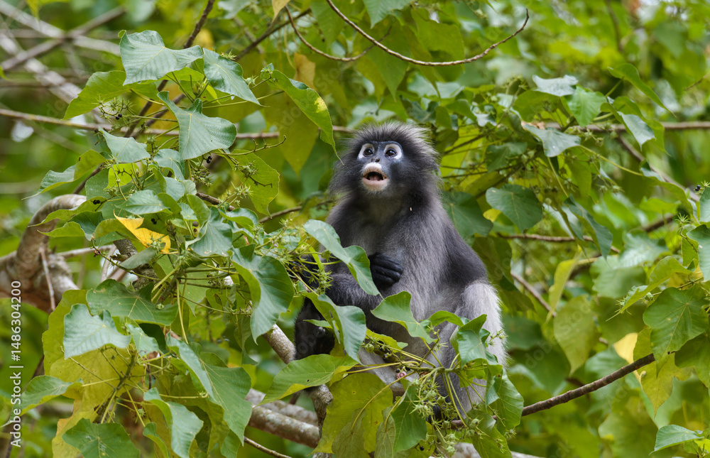 Obraz premium Dusky leaf monkey looking up in forest tree