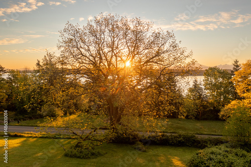 Historic Black Walnut Tree planted by Frederick Lane in the 1800's as an early settler to Lummi Island. Sunrise aerial view of this huge tree during it's early spring growth spurt.