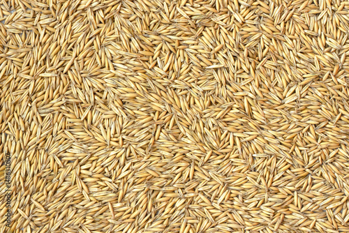 Raw oat grains background. Close-up of organic oat seeds for agriculture, food industry and farming