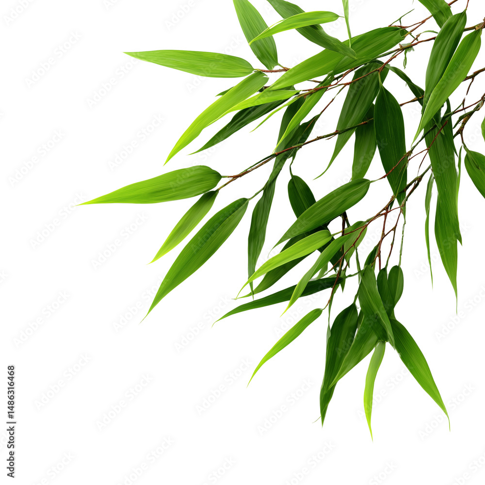 Fototapeta premium Bamboo leaves in bright green tones isolated on transparent background (5)