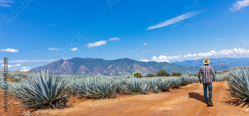 Jimador man working the field of  agave industry