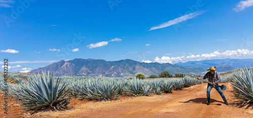 Jimador man working the field of  agave industry