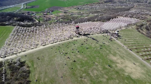 Aerial view of the blooming almond orchard in Velke Pavlovice, Czechia, a picturesque spring landscape