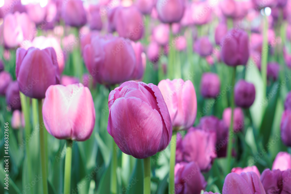 Obraz premium Lots of dark pink and purple tulips growing outside at a tulip festival.