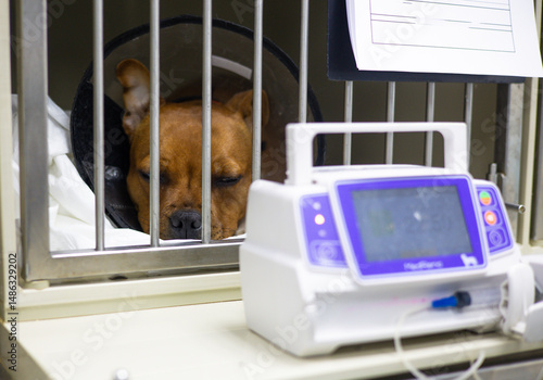 Brown dog resting in a veterinary clinic cage wearing an elizabethan collar, recovering from surgery or illness, with an infusion pump next to it, highlighting animal care and veterinary medicine.