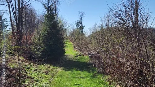 POV Spring Hike Footage to a Forest Trail in the Carpathian Mountains