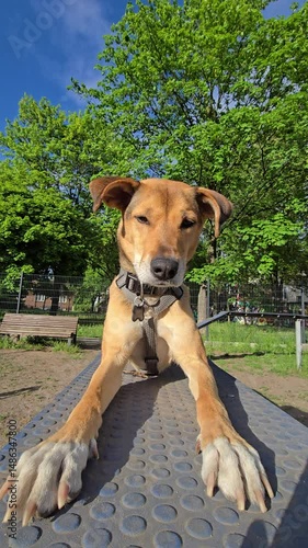Funny mongrel dog relaxing on agility ramp at dog park. adorable doggy is lying stretched out with its front paws extended, enjoying the moment outdoors. Dog looking at camera and licking its lips
