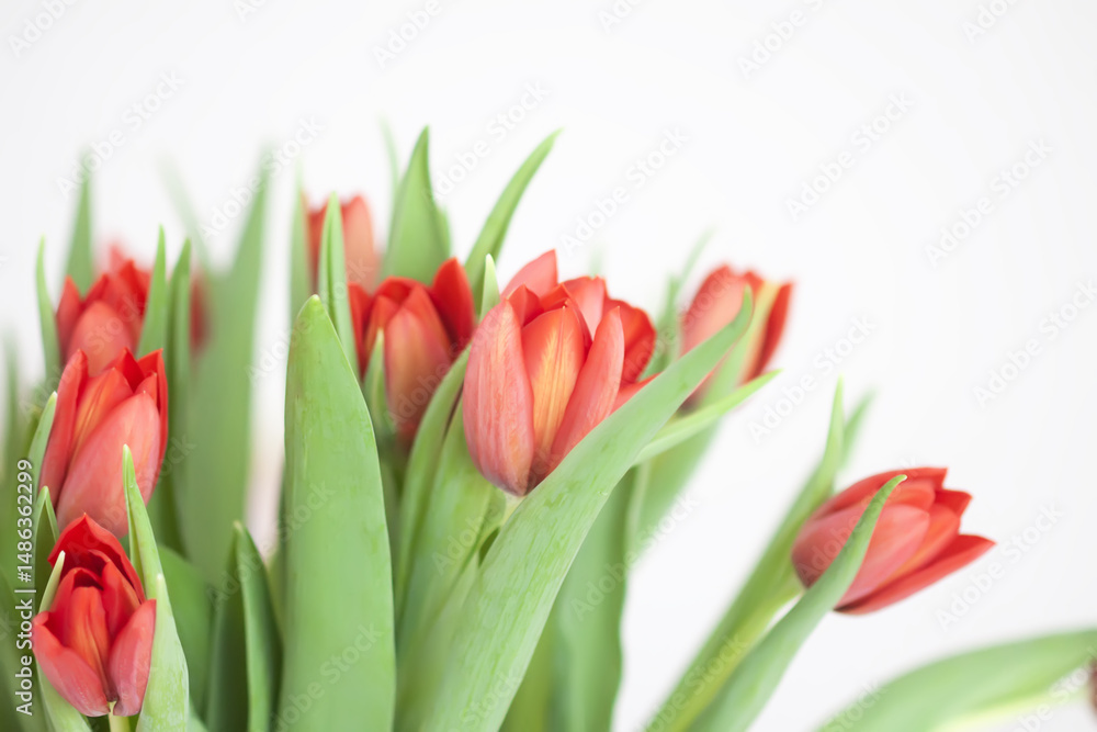 Naklejka premium Red tulips in a romantic bouquet.
