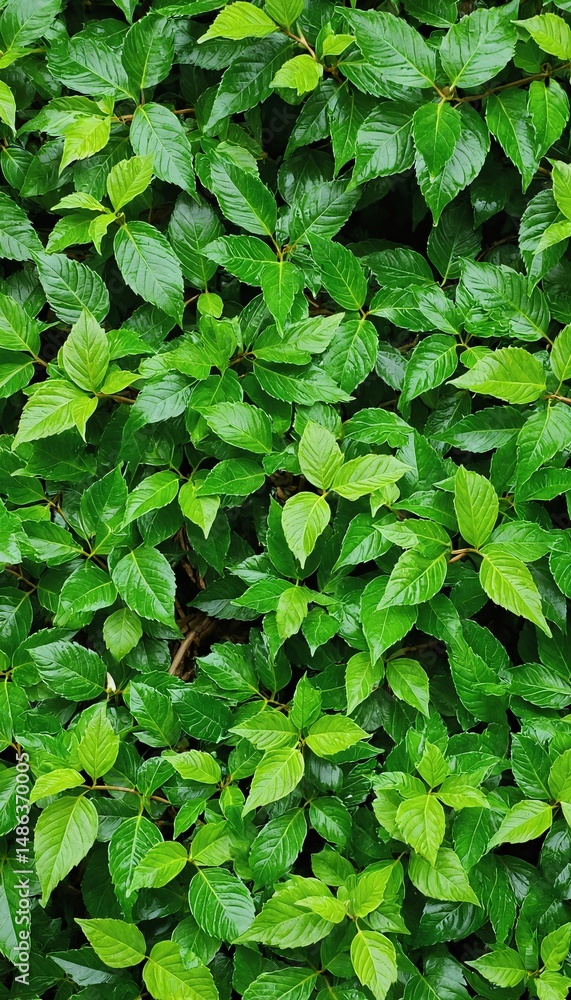 Vibrant green foliage background with fresh glossy leaves. Vibrant green foliage background with fresh glossy leaves.