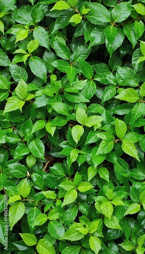 Wallpaper Mural Vibrant green foliage background with fresh glossy leaves. Torontodigital.ca