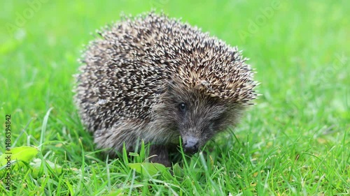 Cute hedgehog goes away. Video 4k