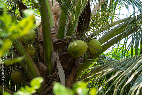 Close-up of The green ripe coconut fruit on the coconut tree of the palm tree as a fresh young coconut in the backyard in Thailand