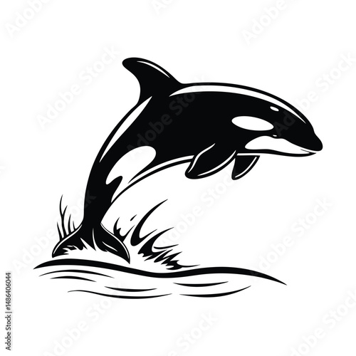Black and White Killer Whale Breaching, Ocean Splash Illustration, Sea Life, Simple