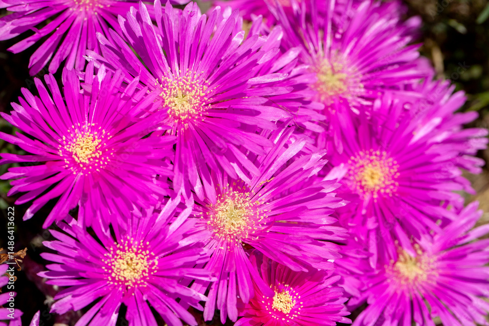 Obraz premium Lampranthus spectabilis, the trailing iceplant