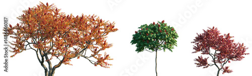 Tableau sur toile Set of summer and autumn Rhus typhina (the staghorn sumac) frontal isolated png
